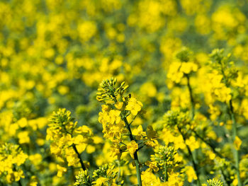 Close-up of fresh yellow flowers in field