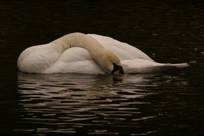 Swan swimming in lake