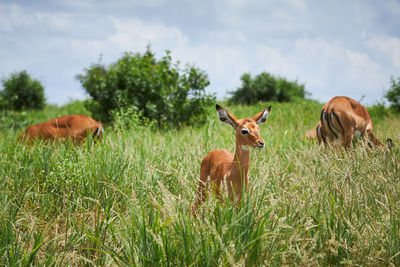 Antelope in a field