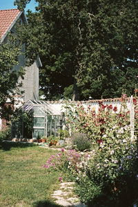 Hollyhocks in domestic garden