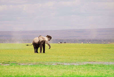 Horses in a field