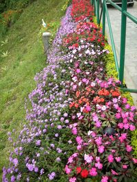 Flowers blooming in park