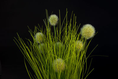 Close-up of cactus plant against black background