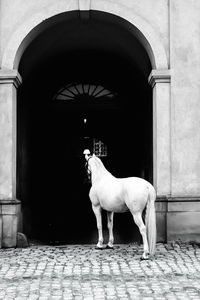 Horse standing in a building