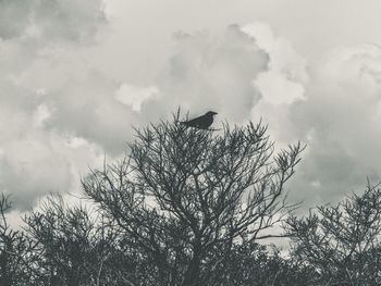 Low angle view of bare trees against cloudy sky