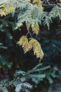 Close-up of pine tree
