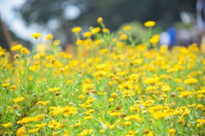 Close-up of yellow flowering plants on field