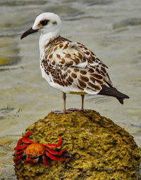 Close-up of seagull perching on rock