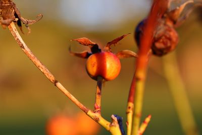 Close-up of fruit growing on plant