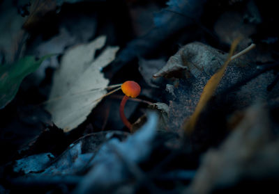 Close-up of mushroom growing amidst leaves on field