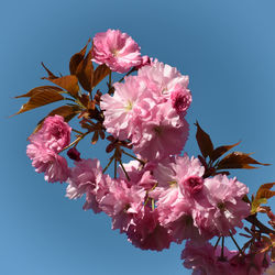 Low angle view of pink cherry blossoms against sky