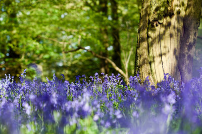 Close-up of purple flowering plants