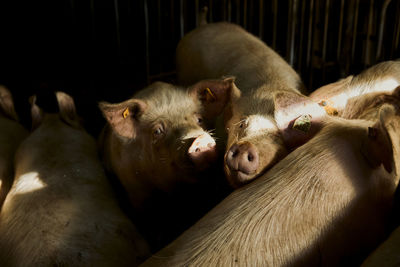 Pigs in animal pen