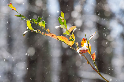 Close-up of wet plant during winter