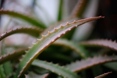 Close-up of succulent plant