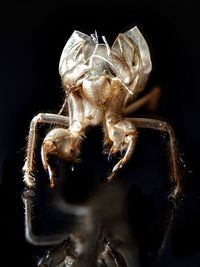 Close-up of spider against black background