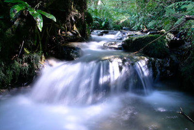 Scenic view of waterfall in forest