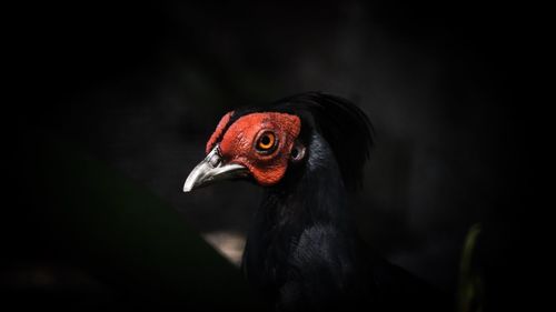 Close-up of a bird