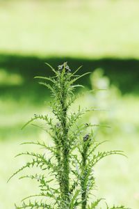 Close-up of plant growing on field