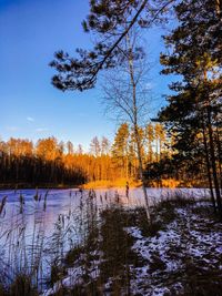 Silhouette trees by lake against sky during sunset