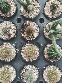 Full frame shot of cactus in pots