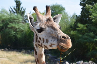 Close-up of giraffe in forest