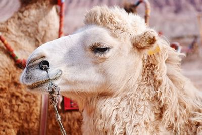 Close-up of a horse