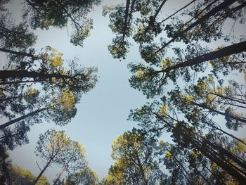 Low angle view of trees against sky