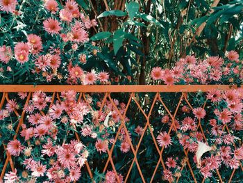 Full frame shot of flowering plants