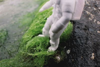 Close-up of person hand on field