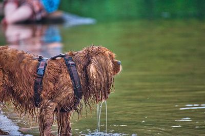 View of an animal on a lake