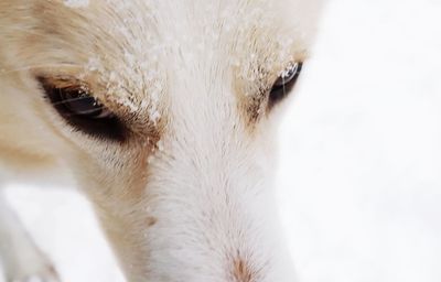 Close-up of a dog