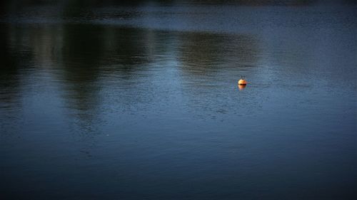 High angle view of ducks floating on lake