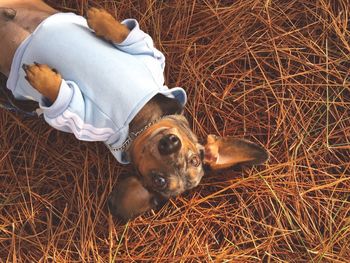 Portrait of dachshund dog lying on straw