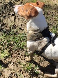 Dog on grassy field