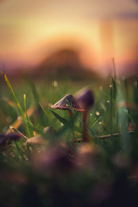 Close-up of mushroom growing on field during sunset