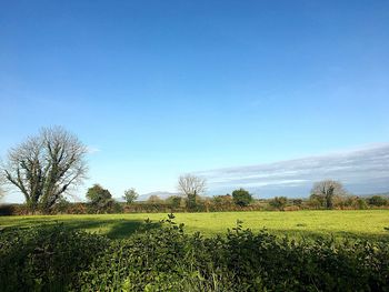 Scenic view of field against clear blue sky