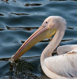 Close-up of pelican swimming in lake