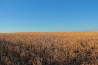 Scenic view of field against clear blue sky