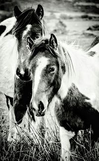 Close-up of horse