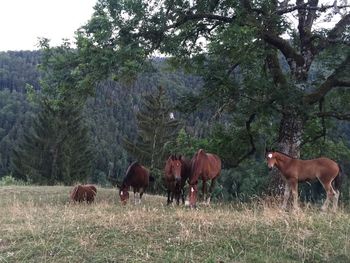 Horses grazing on field