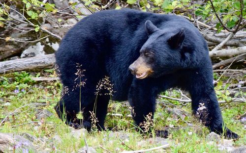 Elephant in a forest