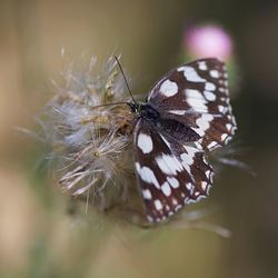 Close-up of butterfly on flower