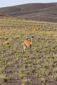 Guanaco at atacama desert