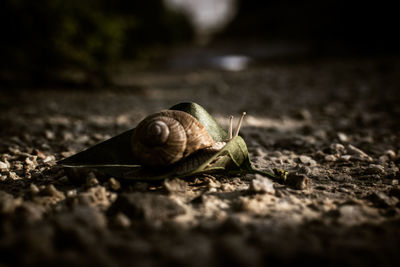 Close-up of snail on land
