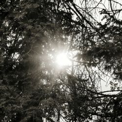 Low angle view of trees against sky