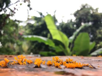 Close-up of flowers against blurred background