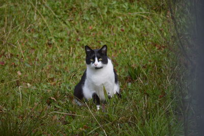 Portrait of cat sitting on grass