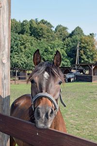 Close-up of horse in stable