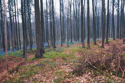 Trees in forest